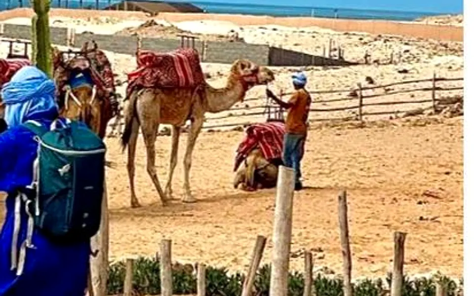 Balade à dromadaire & thé sahraoui